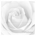 Click to preview the White Rose certificate