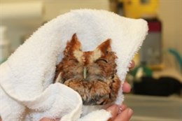 An injured Eastern Screech Owl receives medical care at the Center