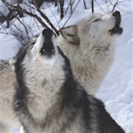 Residents Isabeau and Nashoba howling in the snow at W.O.L.F. Sanctuary.
