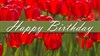 Birthday - Tulips