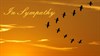 Sympathy - Birds of Dawn