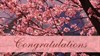 Wedding -  Pink Flowers