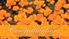 Wedding - Orange Flowers