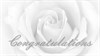 Wedding - Soft White Rose