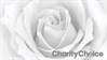 Soft White Rose