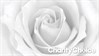 Soft White Rose