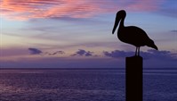 Gulf Relief - Pelican Birds