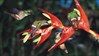 Hummingbirds