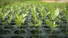 Seedlings