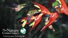 Branded - Hummingbirds
