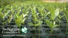 Branded - Seedlings