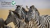 Branded - Zebras