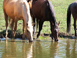 Two wild horses at watering hole