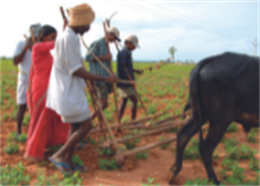 Men and women work together to herd cattle as a means of sustainable income generation